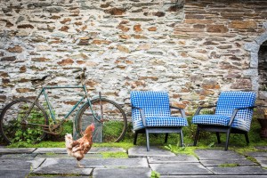 lorraine osborne. checkout chairs